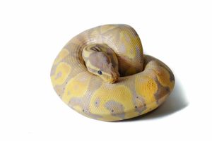 Python regius, banana enchi orange dream